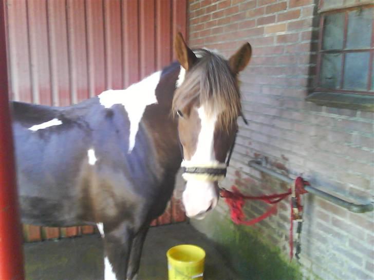 Pinto Svalebo´s Sundance - Solero i vandspiltorvet. billede 8