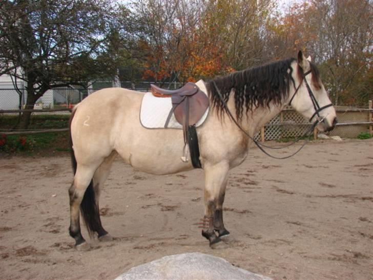 Anden særlig race Wendy - er lidt træt efter rideturen, skal nok stå pænt ;-) billede 4