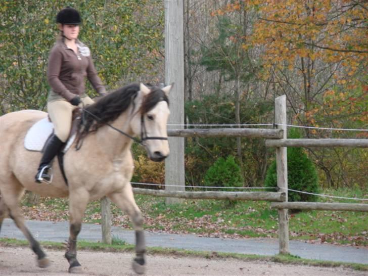 Anden særlig race Wendy billede 5