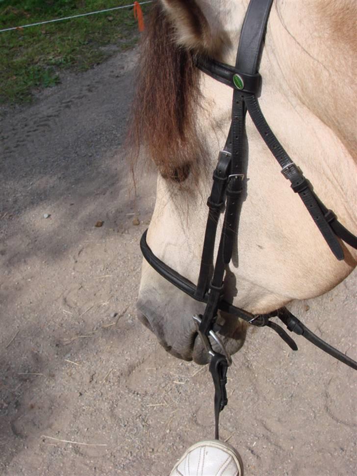 Anden særlig race Wendy - hmmm??  billede 6