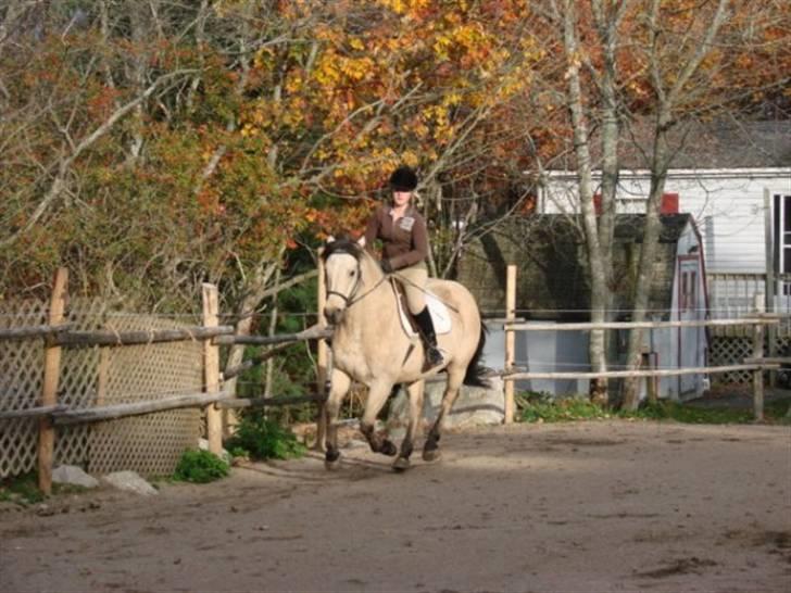 Anden særlig race Wendy - here we come billede 7