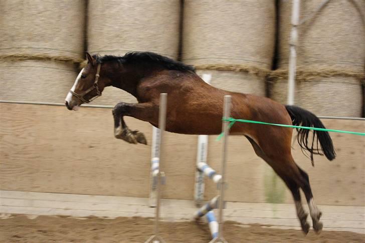 Dansk Varmblod Quentel Lindell - Feb. 2008 billede 10