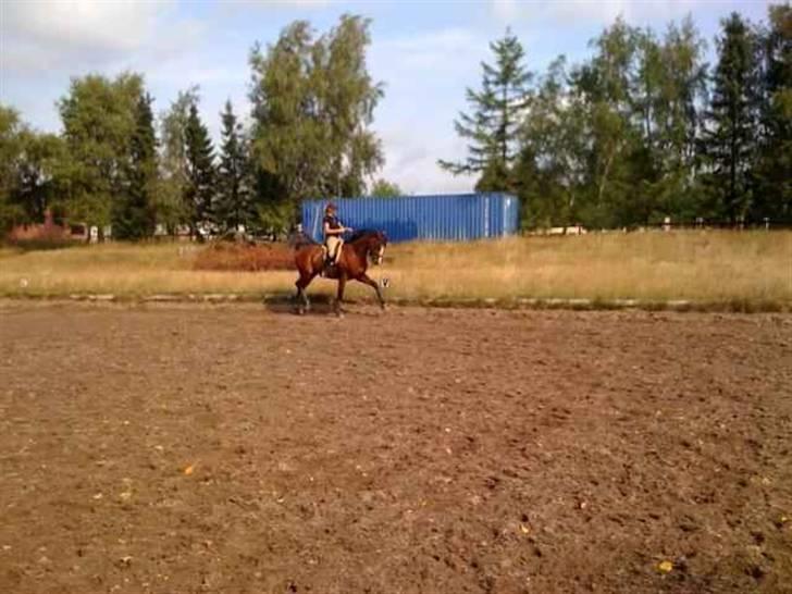 Dansk Varmblod Quite billede 5