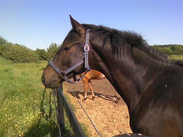 Dansk Varmblod Whiskey billede 1