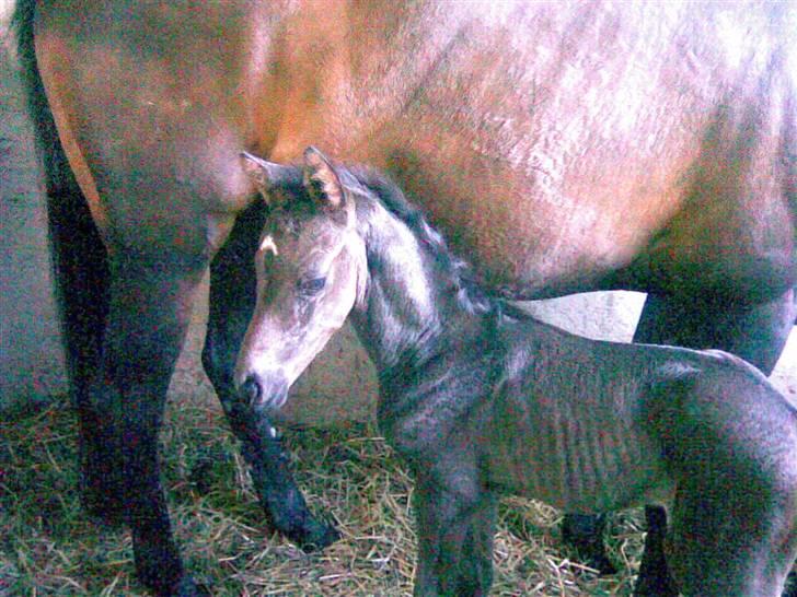 Dansk Varmblod Whiskey billede 2