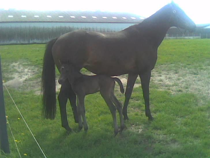 Dansk Varmblod Whiskey billede 3