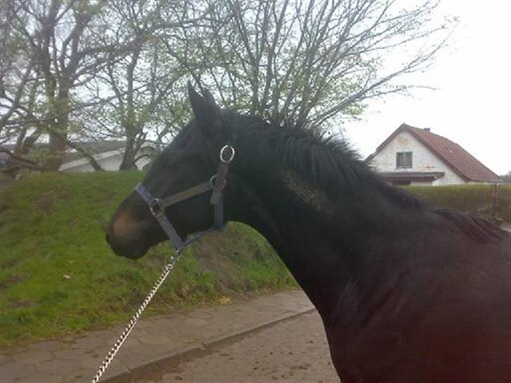 Dansk Varmblod Whiskey billede 4