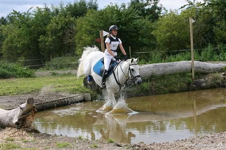 Connemara Nørlunds Cappuccino billede 2