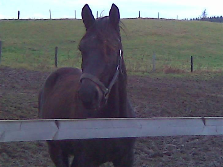 Dansk Varmblod Whiskey billede 5