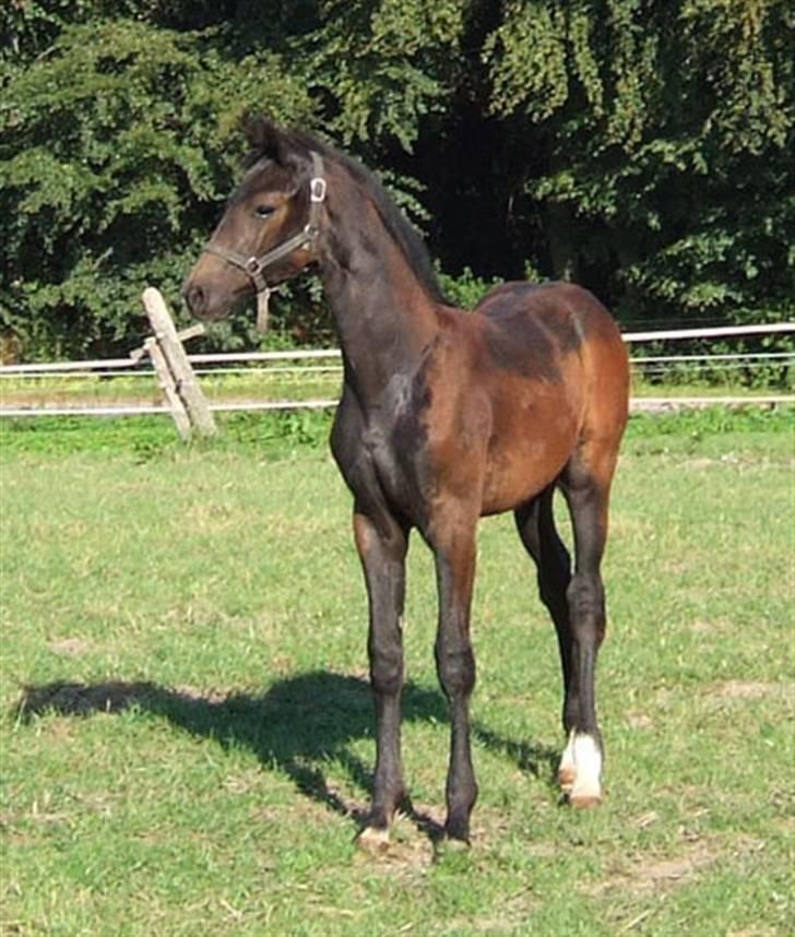 Dansk Varmblod Enya billede 1