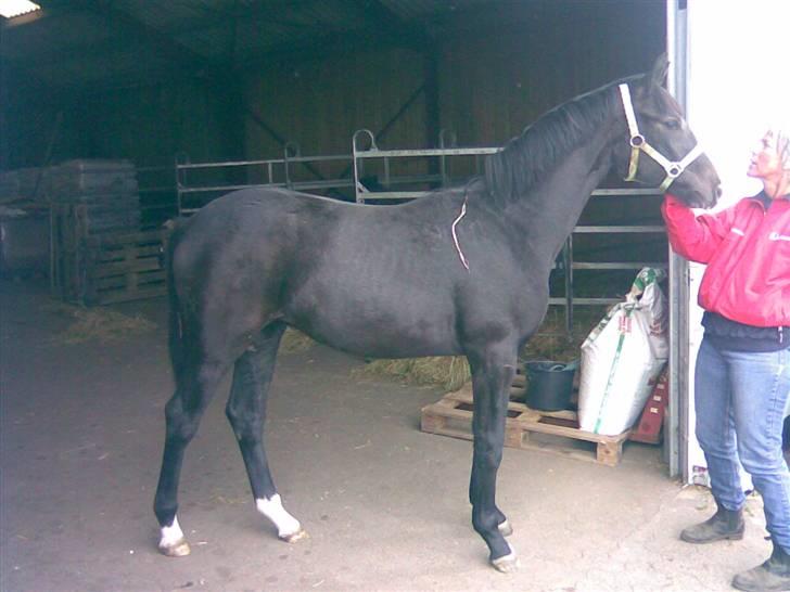 Dansk Varmblod Enya billede 2