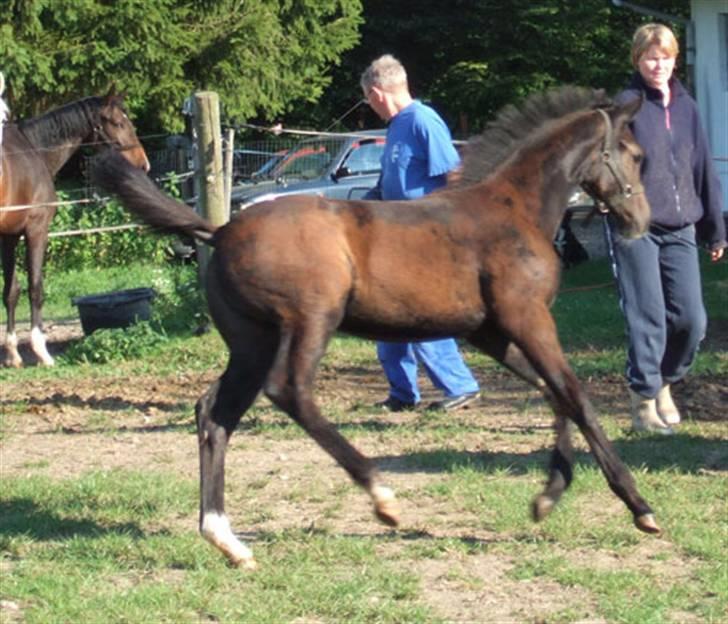 Dansk Varmblod Enya billede 3