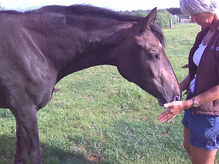 Dansk Varmblod Enya billede 4