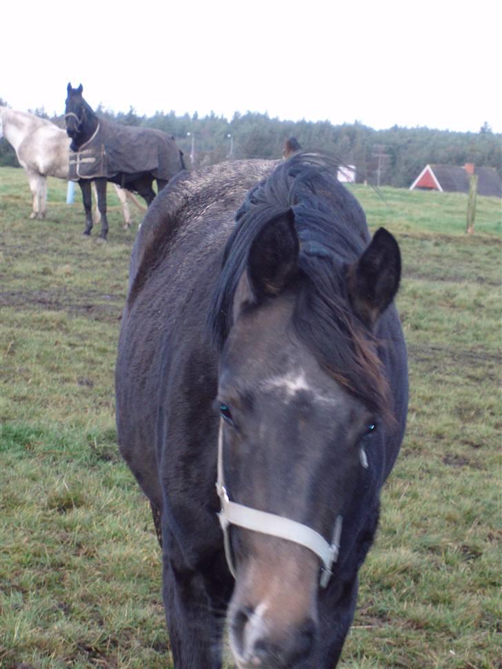 Dansk Varmblod Enya billede 5