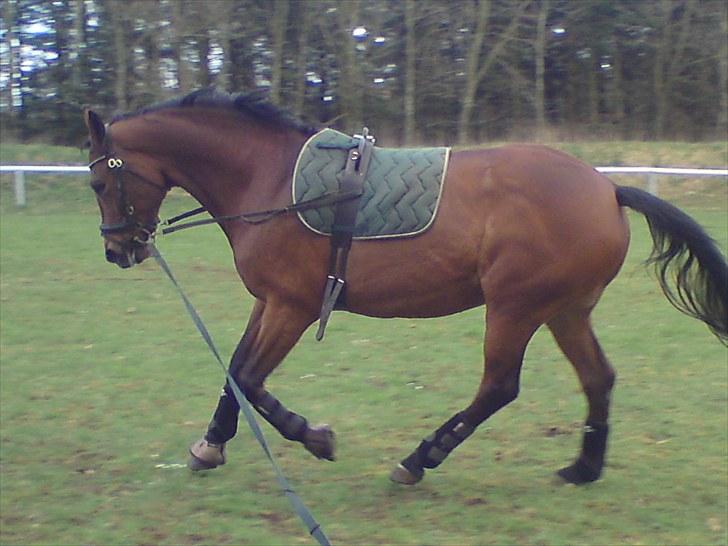 Dansk Varmblod Cecilia - opvamning til voltigering .. billede 7