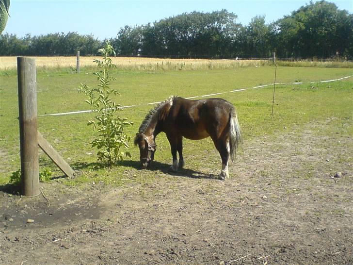 Shetlænder Spidie  billede 18