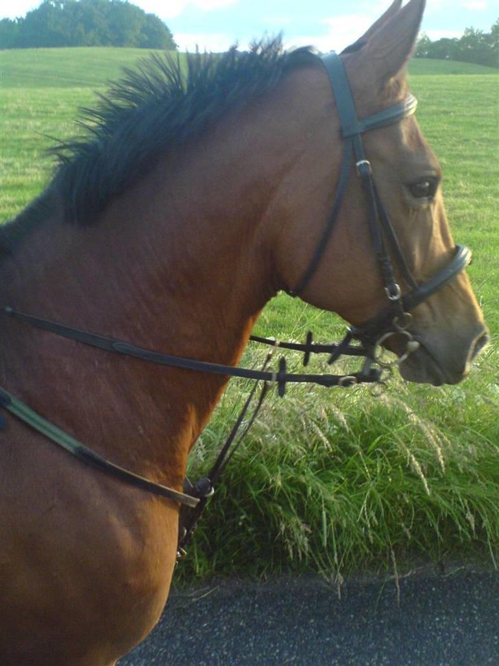 Dansk Varmblod Cecilia - hun Kan godt se glad ud :) billede 8