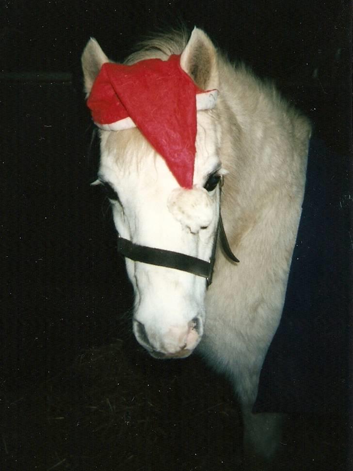 Dartmoor † Donna af stegstedgård † billede 16