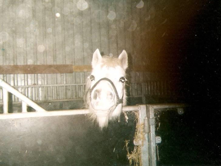 Dartmoor † Donna af stegstedgård † billede 18