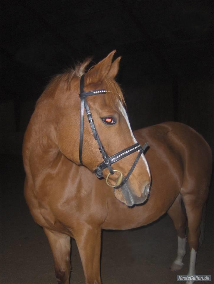 Anden særlig race Gloster Solgt - Velkommen til Glosters Profil ;-D billede 1