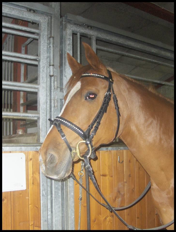 Anden særlig race Gloster Solgt - På besøg hos Gloster i Nordjylland inden købet. billede 2