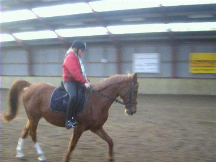 Anden særlig race Gloster Solgt - lørdag den 5. december i Havdrup billede 3