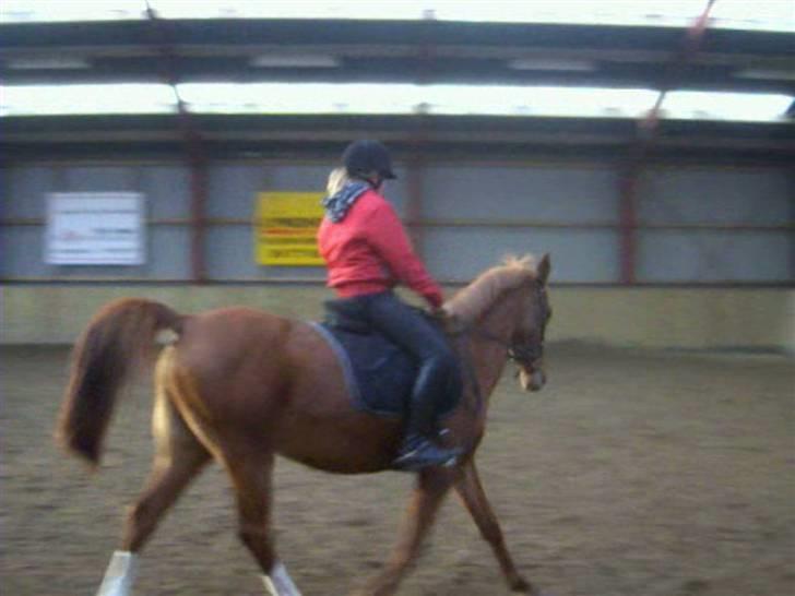 Anden særlig race Gloster Solgt - lørdag den 5. december i Havdrup billede 4
