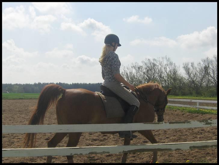Anden særlig race Gloster Solgt - Freja og Gloster billede 5