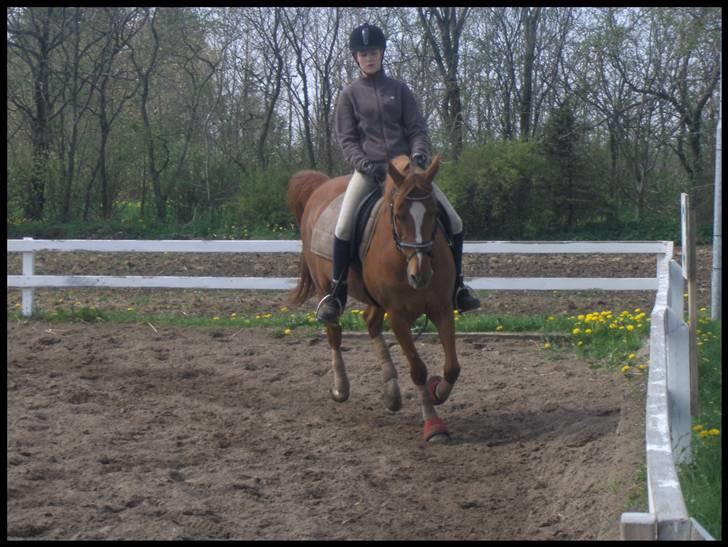 Anden særlig race Gloster Solgt - Pernille og Gloster billede 6