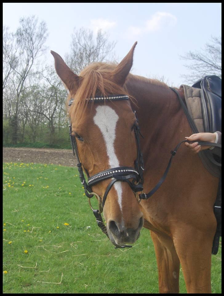 Anden særlig race Gloster Solgt - Bjergby i Nordjylland billede 7