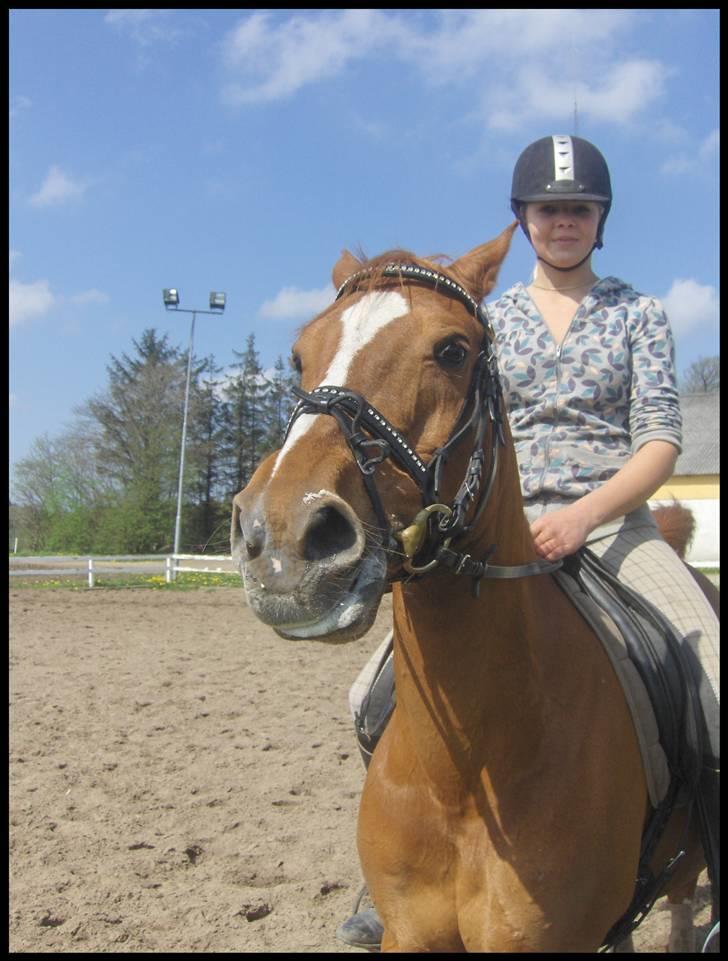 Anden særlig race Gloster Solgt - Freja og Gloster billede 8