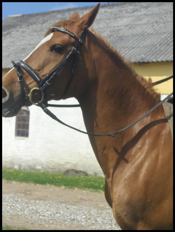 Anden særlig race Gloster Solgt - Bjergby i Nordjylland billede 9