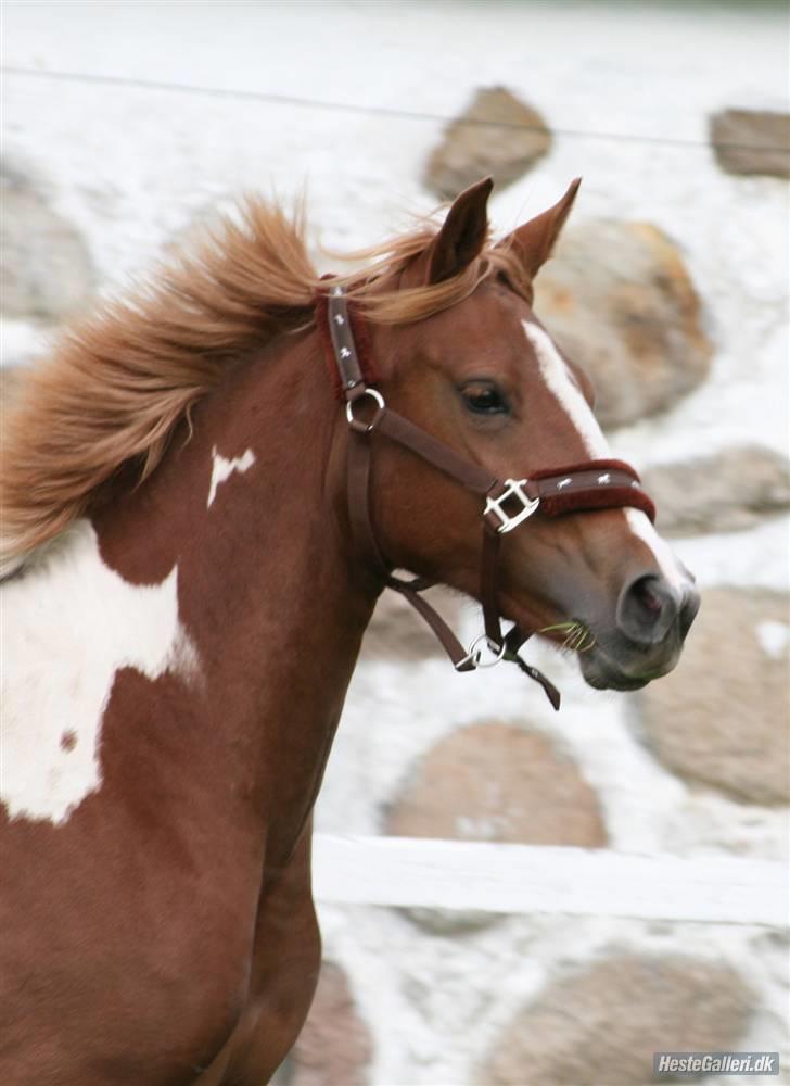 Anden særlig race Gaya billede 1