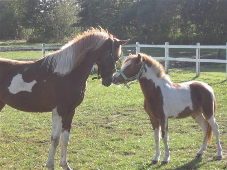 Anden særlig race Gaya billede 2