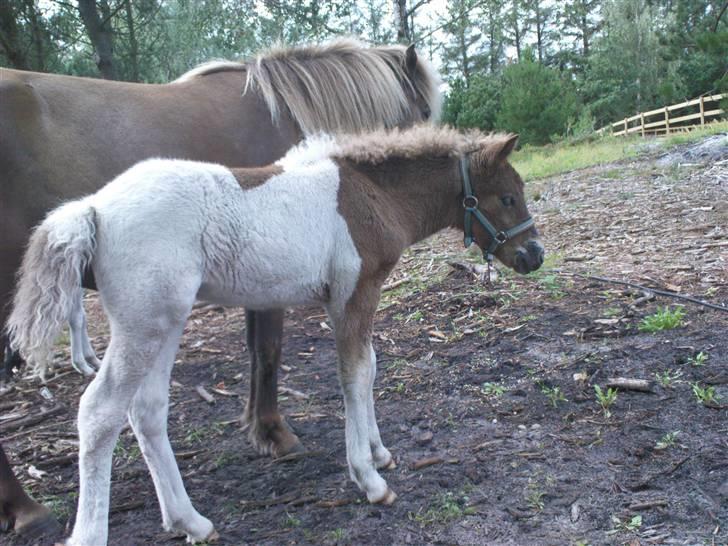 Islænder Menja - hygge på folden billede 9