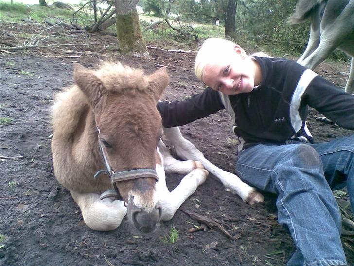 Islænder Menja - fred og idyl billede 15