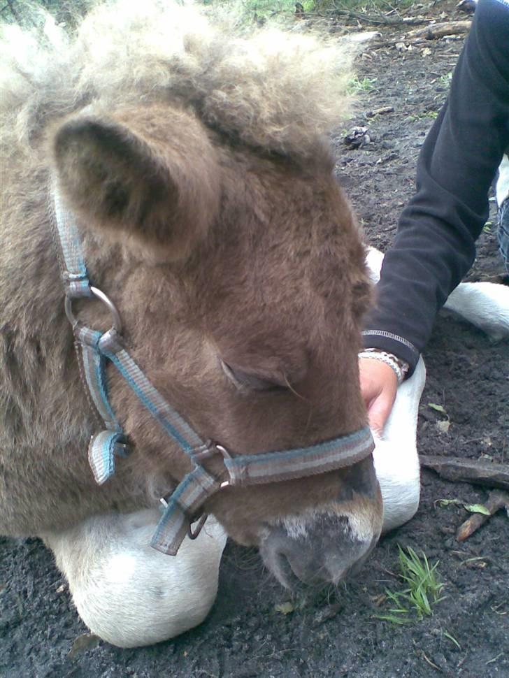 Islænder Menja - ZZzzzzZZZZZZZzZzzZz billede 16