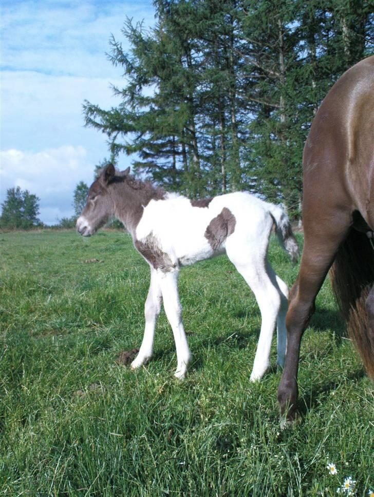 Islænder Menja - lige da jeg var blevet født om natten, af moar Sina<3 billede 17