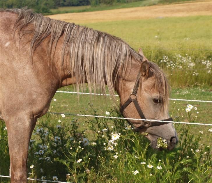 Arabisk fuldblod (OX) KI El Shaklero - Taget d.27.06.09 billede 7