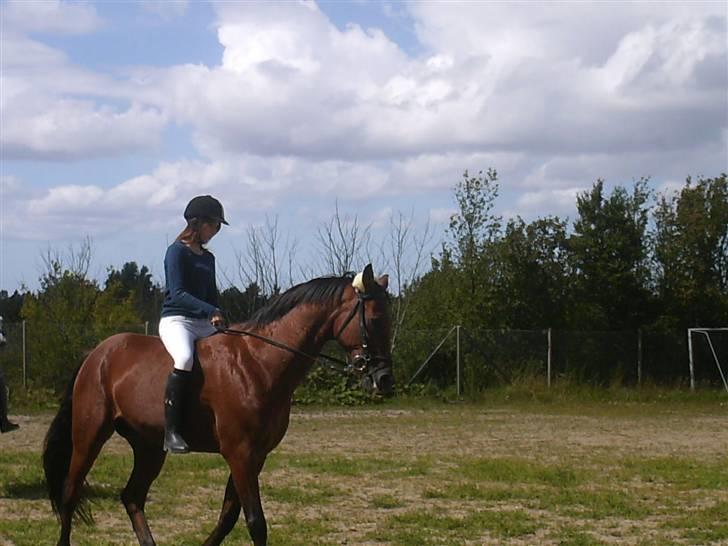 Traver Pressifon  - På Toksværd dyreskue billede 14