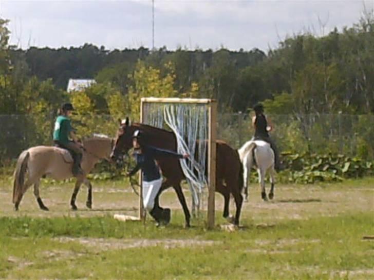 Traver Pressifon  - Agillity (:<3 billede 15