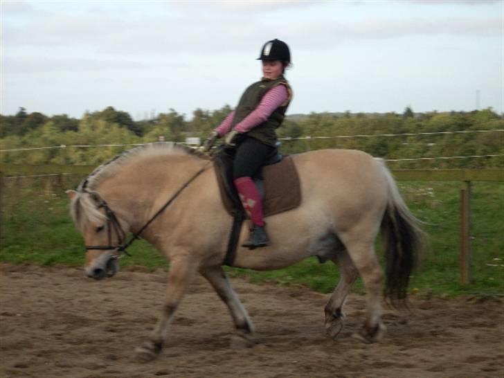 Fjordhest oliver - trækker lige den fede op han var virkeligt FED men vi har gjort ham pæn billede 16