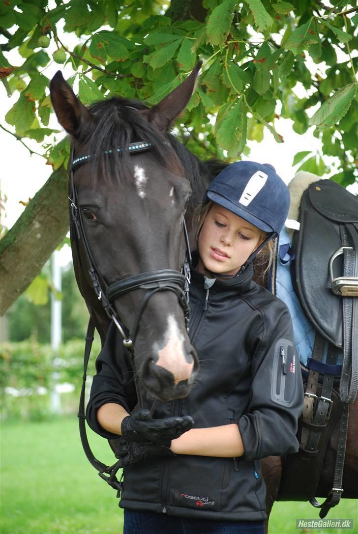 Hannoveraner Weltonas Star † - Elsker du kærlighed,  så elsk kun mig, for ingen i verden, elsker dig højere end jeg ...

foto: line billede 3