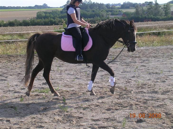 Anden særlig race Liberty  SOLGT - Velkommen til Liberty´s profil...... billede 1