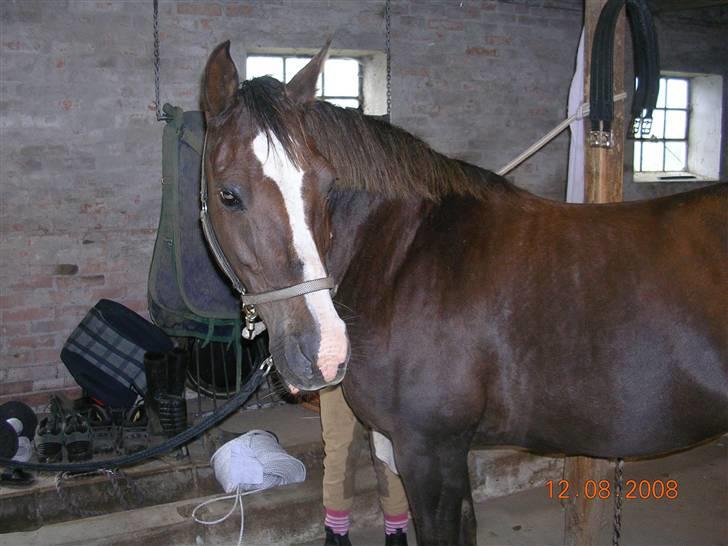 Anden særlig race Liberty  SOLGT - Liberty på staldengangen Aug. 08 billede 5