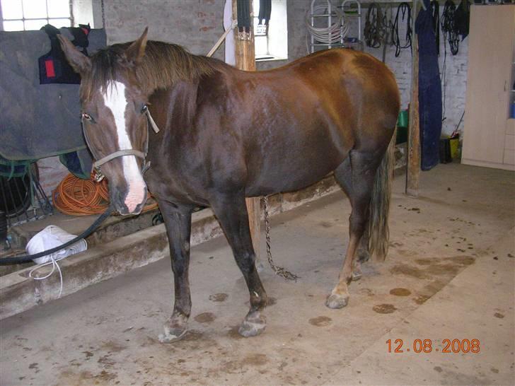 Anden særlig race Liberty  SOLGT - Liberty på staldengangen Aug. 08 billede 7