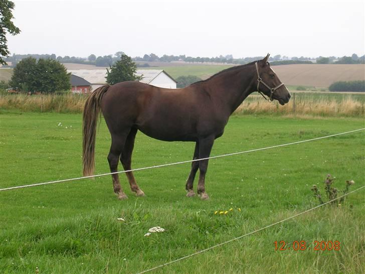 Anden særlig race Liberty  SOLGT - Liberty på fold Aug. 08 billede 8