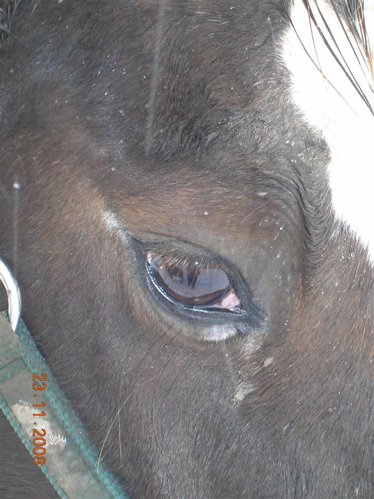 Anden særlig race Liberty  SOLGT - "NYT" billede 9