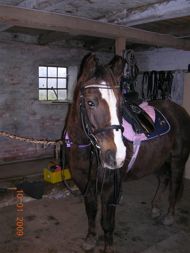 Anden særlig race Liberty  SOLGT - "NYT" 09 billede 10