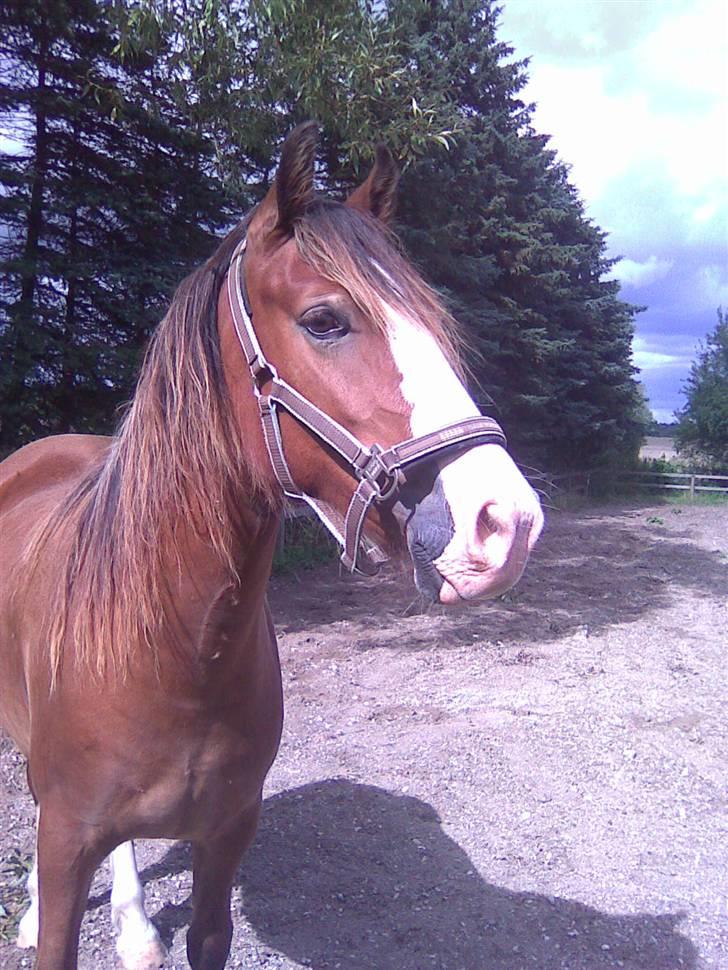 Welsh Cob (sec D) Slæggerups Amazing Sunris billede 1